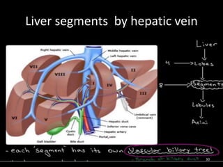 Liver segments by hepatic vein
30
 