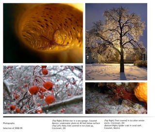 (Top Right) Brittle star in a sea sponge, Cozumel   (Top Right) Tree covered in ice after winter
Photography            Mexico, underwater photo at 40 feet below surface   storm. Cincinnati, OH
                       (Top Left) Holly tree covered in ice close up,      (Bottom Right) Spider crab in coral reef,
Selection of 2008/09   Cincinnati, OH                                      Cozumel, Mexico
 