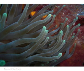Sea annenemie, Cozumel, Mexico
 
