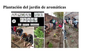 Plantación del jardín de aromáticas
 