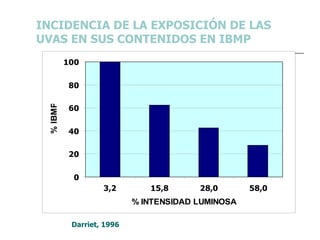 INCIDENCIA DE LA EXPOSICIÓN DE LAS UVAS EN SUS CONTENIDOS EN IBMP Darriet, 1996 