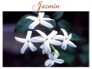 Jazmín 