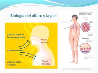Biología del olfato y la piel
 