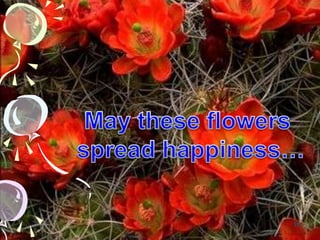 16May these flowers spread happiness…