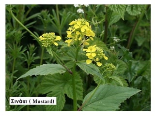 π (Σινά ι Mustard)
 