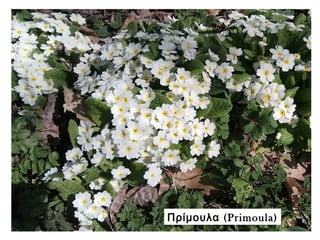 (Πρίμουλα Primoula)
 