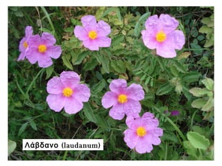 (Λάβδανο laudanum)
 
