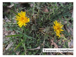Taraxacum ( ( )ταραξάκο
 
