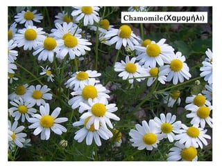 Chamomile( )Χαμομήλι
 