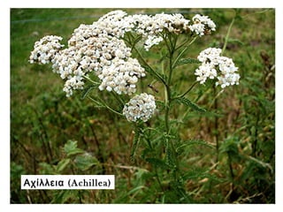(Αχίλλεια Achillea)
 