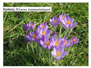 (Κρόκος Crocus tommasinianus)
 