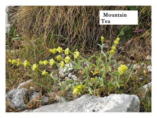 Mountain
Tea
 