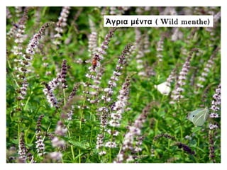 (Άγρια μέντα Wild menthe)
 