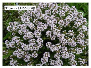 Thymus ( πΘρούμ η)
 