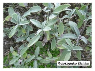 (Φασκόμηλο Salvia)
 