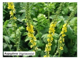 (Αγριμόνιο Agrimonia)
 