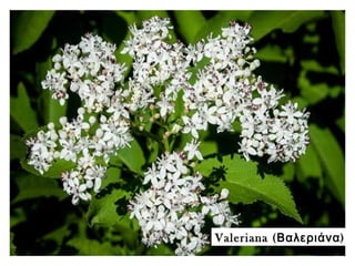 Valeriana ( )Βαλεριάνα
 