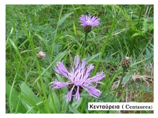 (Κενταύρεια Centaurea)
 