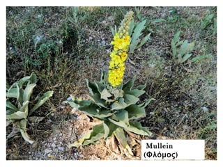 Mullein
( )Φλόμος
 