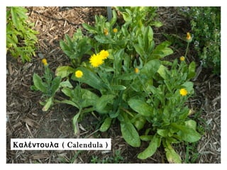 K (αλέντουλα Calendula )
 