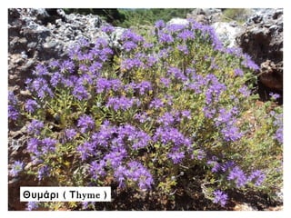 (Θυμάρι Τhyme )
 