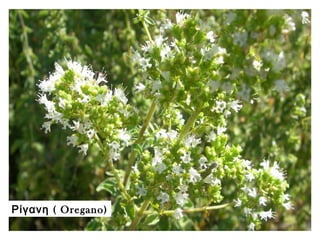 (Ρίγανη Oregano)
 