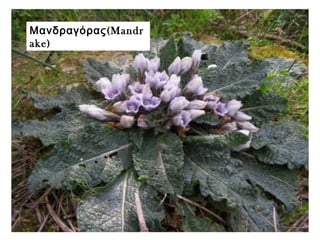 (Μανδραγόρας Mandr
ake)
 