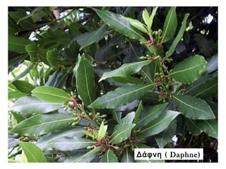 (Δάφνη Daphne)
 
