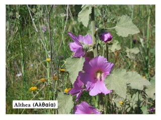 Althea ( )Αλθαία
 