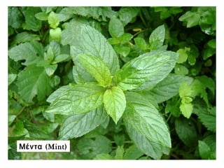 (Μέντα Mint)
 