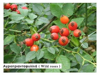 (Αγριοτριανταφυλλιά Wild roses )
 