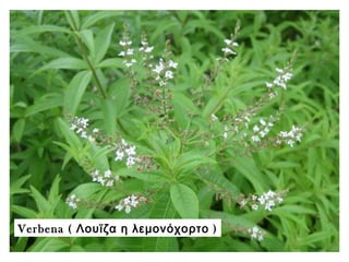 Verbena ( Λουϊζα η λεμονόχορτο )
 