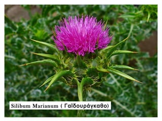 Silibum Marianum ( )Γαϊδουράγκαθο
 