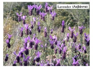 Lavender ( )Λεβάντα
 
