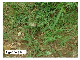 (Αγριάδα Bur)
 