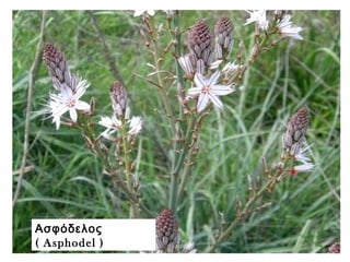 Ασφόδελος
( Asphodel )
 