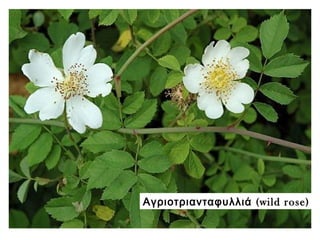 (Αγριοτριανταφυλλιά wild rose)
 