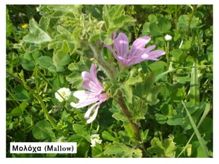 Μολόχα (Μallow)
 