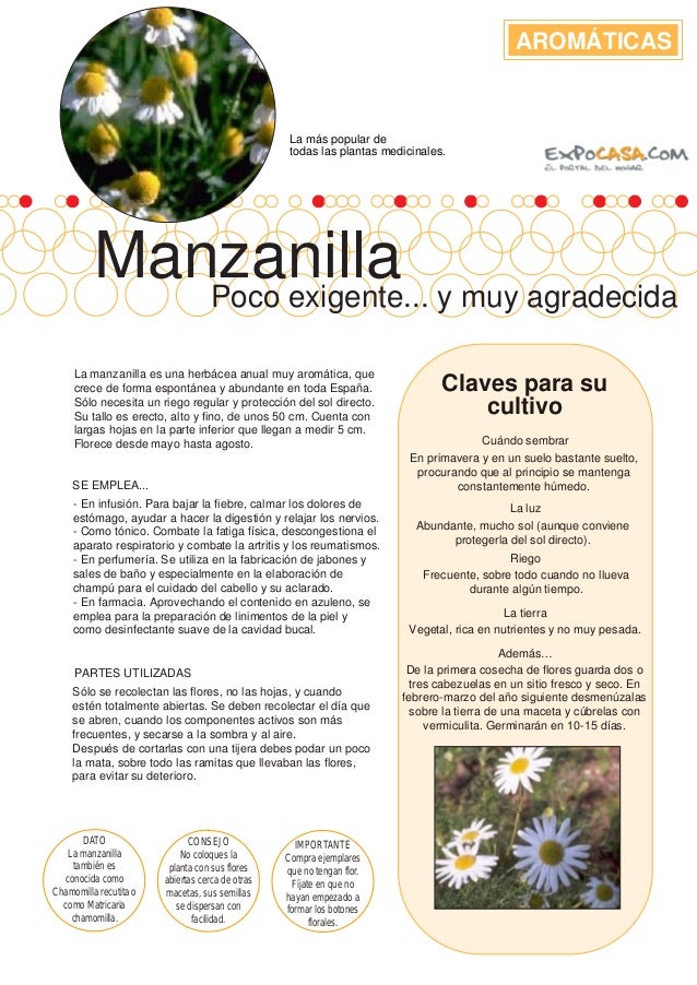 Aromaticas 03 Manzanilla