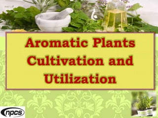 Aromatic Plants
Cultivation and
Utilization
 