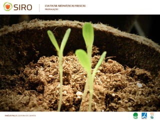 HARTMUT NESTLER | APOIO TÉCNICO
SIRO PLANTAS MEDICINAIS E AROMÁTICAS
CARATERÍSTICAS, VANTAGENS, BENEFÍCIOS E APLICAÇÃO
ÉPOCA DE UTILIZAÇÃO
• TODO O ANO• TODO O ANO
 