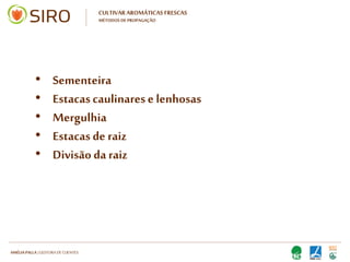 HARTMUT NESTLER | APOIO TÉCNICO
CULTIVAR AROMÁTICAS FRESCAS
PROPAGAÇÃO
 