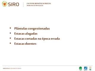 HARTMUT NESTLER | APOIO TÉCNICO
• Sementeira
• Estacas caulinares e lenhosas
• Mergulhia
• Estacas de raiz
• Divisão da raiz
CULTIVAR AROMÁTICAS FRESCAS
MÉTODOS DE PROPAGAÇÃO
 