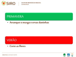 HARTMUT NESTLER | APOIO TÉCNICO
CULTIVAR AROMÁTICAS FRESCAS
ALGUMAS DICAS
No interior das casas, as plantas
aromáticas podem ser plantadas ao
longo do ano, sem período definido.
No caso das varandas e terraços
abertos, deverão ser plantadas em
março, tal como acontece nos jardins.
 