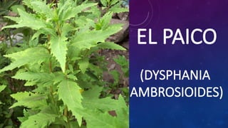 Paico AROMÁTICAS SILVESTRES EL PAICO - exposición.pptx