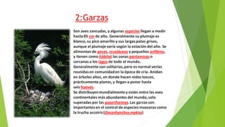 2:Garzas
Son aves zancudas, y algunas especies llegan a medir
hasta 85 cm de alto. Generalmente su plumaje es
blanco, su pico amarillo y sus largaspatas grises,
aunque el plumaje varía según la estación del año. Se
alimentan de peces, crustáceos y pequeños anfibios,
y tienen como hábitat las zonas pantanosas o
cercanas a los lagos de todo el mundo.
Generalmente son solitarias,pero es normal verlas
reunidasen comunidaden la época de cría. Anidan
en árboles altos, en donde hacen nidos toscos,
prácticamente planos, y llegan a poner hasta
seis huevos.
Se distribuyenmundialmente y están entre las aves
continentales más abundantes del mundo, solo
superadas por las paseriformes.Las garzasson
importantesen el control de especies invasoras como
la trucha arcoíris(Oncorhynchusmykiss)
 