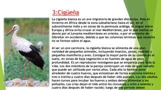 3:Cigüeña
La cigüeña blanca es un ave migratoria de grandes distancias. Pasa el
invierno en África desde la zona subsahariana hasta el sur, en el
subcontinente indio y en zonas de la península arábiga. Al migrar entre
Europa y África evita cruzar el mar Mediterráneo, por lo que realiza un
desvío por el Levante mediterráneo en oriente, o por el estrecho de
Gibraltar en occidente, debido a que las columnas térmicas que necesita
no se forman sobre el agua.
Al ser un ave carnívora, la cigüeña blanca se alimenta de una gran
variedad de pequeños animales, incluyendo insectos, peces, reptiles y
pequeños mamíferos y aves. Consigue la mayor parte de su comida en el
suelo, en zonas de baja vegetación o en fuentes de agua de poca
profundidad. Es un reproductor monógamo que se empareja para toda la
vida. Los dos miembros de la pareja construyen un nido de gran tamaño
que puede ser utilizado por varios años. Cada año la hembra pone
alrededor de cuatro huevos, que eclosionan de forma asíncrona treinta y
tres o treinta y cuatro días después de haber sido puestos. Los dos adultos
hacen turnos para incubar los huevos y ambos deben alimentar a los
polluelos. Las crías dejan el nido entre los cincuenta y ocho a sesenta y
cuatro días después de haber nacido; luego de ese periodo deben
 