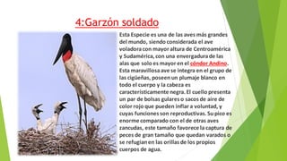 4:Garzón soldado
Esta Especie es una de las aves más grandes
del mundo, siendo considerada el ave
voladoracon mayor altura de Centroamérica
y Sudamérica,con una envergadurade las
alas que solo es mayor en el cóndor Andino.
Esta maravillosaave se integra en el grupo de
las cigüeñas, poseen un plumaje blanco en
todo el cuerpo y la cabeza es
característicamente negra.El cuello presenta
un par de bolsas gulares o sacos de aire de
color rojo que pueden inflar a voluntad, y
cuyas funciones son reproductivas.Su pico es
enorme comparado con el de otras aves
zancudas, este tamaño favorece la captura de
peces de gran tamaño que quedan varados o
se refugianen las orillas de los propios
cuerpos de agua.
 