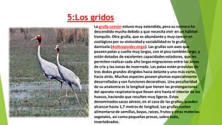 5:Los gridos
La grulla común estuvo muy extendida, pero su número ha
descendido mucho debido a que necesita vivir en un hábitat
tranquilo. Otra grulla, que es abundante y muy común en
zoológicospor su vistosidady sociabilidad es la grulla
damisela (Anthropoidesvirgo). Las grullas son aves que
poseen patas y cuello muy largos, con el pico también largo, y
están dotadas de excelentes capacidadesvoladoras, que les
permiten realizarcada año largasmigraciones entre las áreas
de cría y las zonas de invernada. Las patas están provistas de
tres dedos grandes dirigidos hacia delante y uno más corto,
hacia atrás. Muchas especies poseen plumas especialmente
desarrolladas ycon funciones decorativas.Una peculiaridad
de su anatomía es la longitud que tienen las prolongaciones
del aparato respiratorioque llevan aire hasta el interior de los
huesos, haciendo que resulten muy ligeros.Estos
denominadossacos aéreos, en el caso de las grullas, pueden
alcanzarhasta 1,7 metrosde longitud. Las grullas suelen
alimentarsede semillas, bayas, raíces, frutos y otras materias
vegetales, así como pequeñas presas, sobre todo,
invertebrados.
 