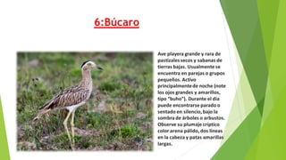 Ave playera grande y rara de
pastizalessecos y sabanas de
tierras bajas. Usualmente se
encuentra en parejas o grupos
pequeños.Activo
principalmentede noche (note
los ojos grandes y amarillos,
tipo “buho”). Durante el día
puede encontrarse parado o
sentado en silencio, bajo la
sombra de árboles o arbustos.
Observe su plumaje críptico
color arena pálido, dos líneas
en la cabeza y patas amarillas
largas.
6:Búcaro
 